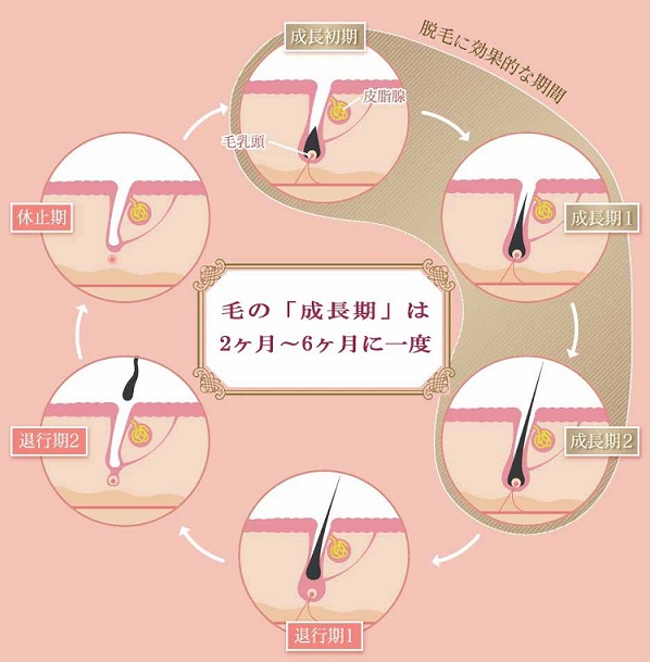 毛周期　図解